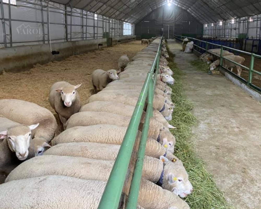 Varol Tent sheep and goat shelter