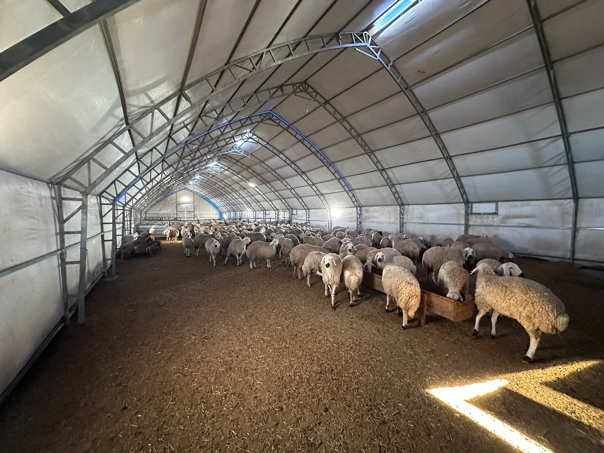 Varol Tent sheep and goat shelter