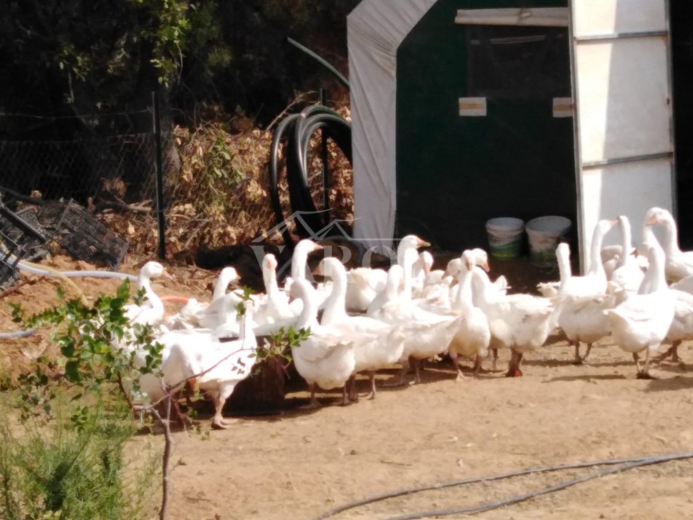 Poultry House & Broiler Farming Tents